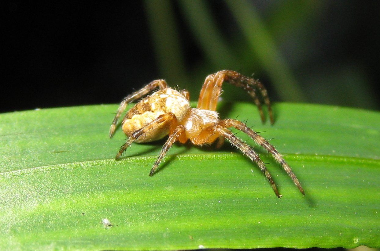 Araneus diadematus